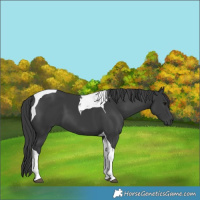 Horse Color:Black Tobiano