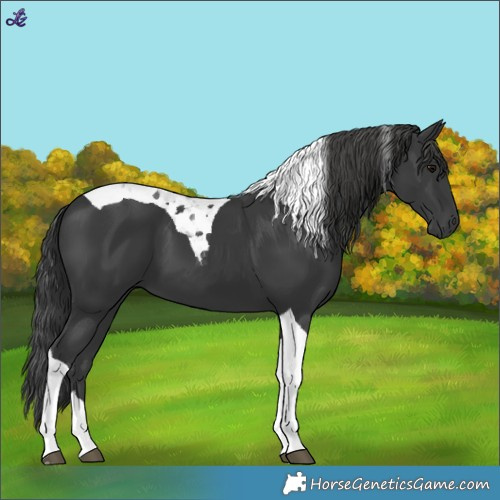 Horse Color:Black Tobiano
