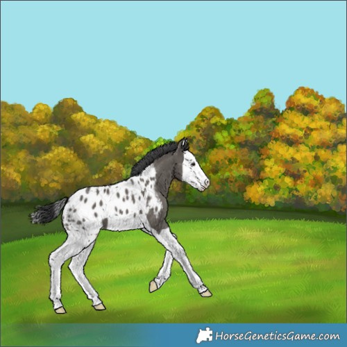 Horse Color:Grullo Splash Blanket