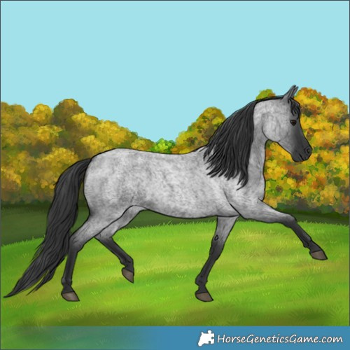 Horse Color:Blue Roan 
