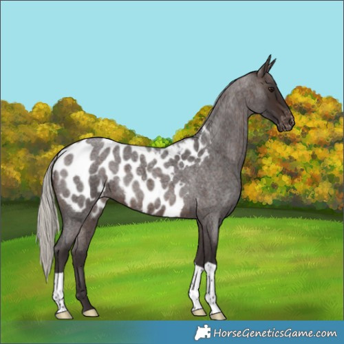 Horse Color:Silver Brown Roan Near Leopard 