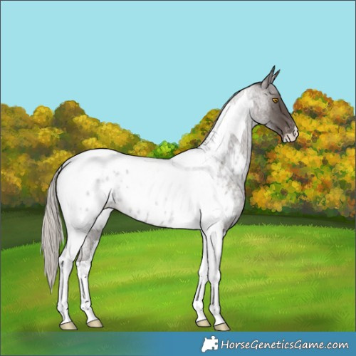 Horse Color:Silver Blue Roan Tobiano Near Leopard Rabicano 