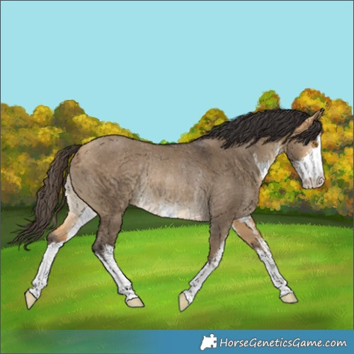 Horse Color:White Spotted Buckskin Dun Rabicano 