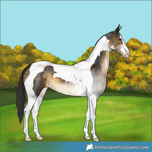 Horse Color:White Spotted Buckskin Tobiano 