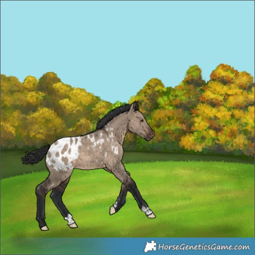 Horse Color:Brown Dun Blanket 