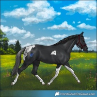 Horse Color:Black Tobiano 