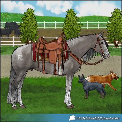 Horse Color:Grullo Tobiano
