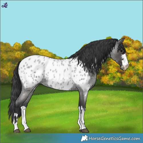 Horse Color:Blue Roan Near Leopard