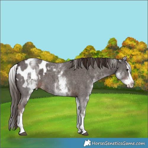 Horse Color:White Spotted Liver Chestnut Sabino Splash Blanket