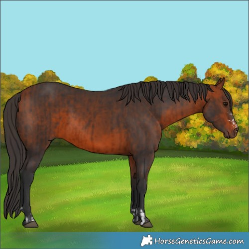 Horse Color:Brown and Bay