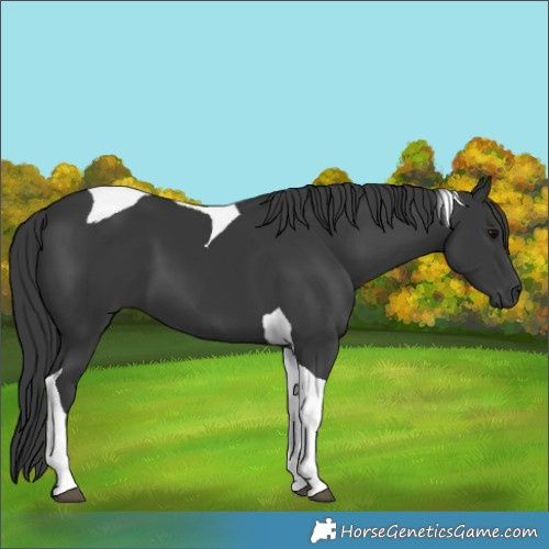 Horse Color:Black Tobiano