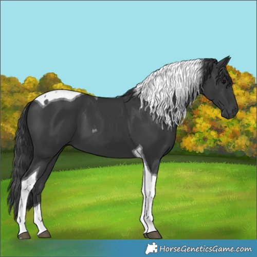 Horse Color:Black Tobiano 