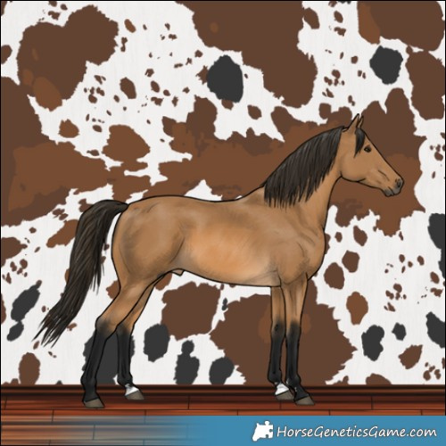 Horse Color:Gray Buckskin 