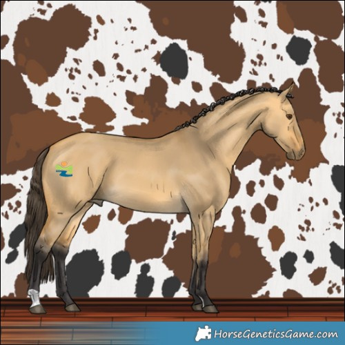Horse Color:Buckskin Dun 