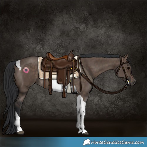 Horse Color:Brown Dun Tobiano 