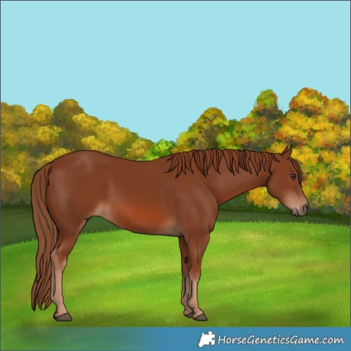 Horse Color:Chestnut 