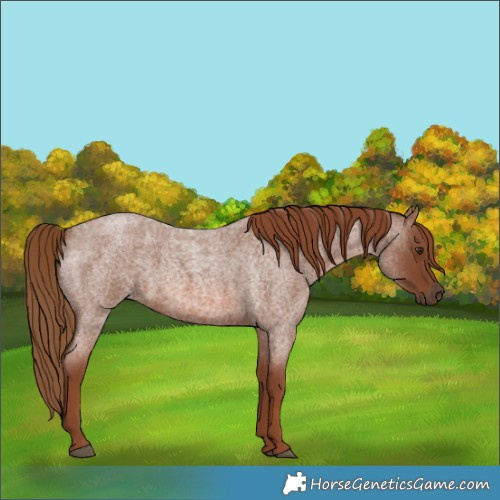 Horse Color:Red Roan 