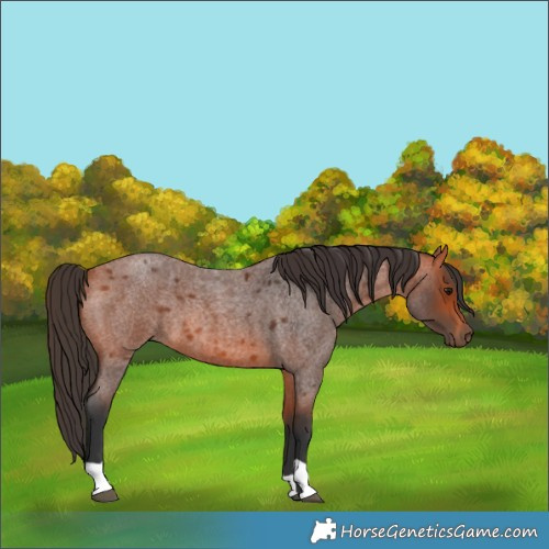 Horse Color:Bay Roan