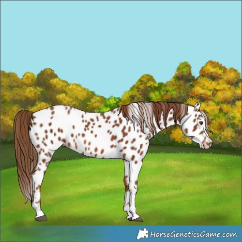 Horse Color:Chestnut Near Leopard