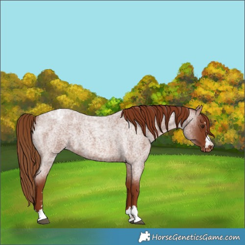 Horse Color:Red Roan Varnish 