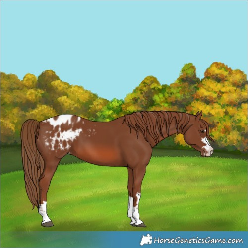 Horse Color:Chestnut Blanket