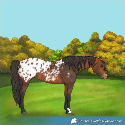 Horse Color:Bay Blanket 