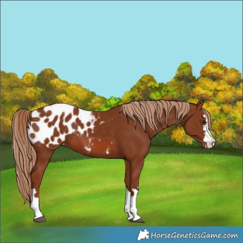 Horse Color:Chestnut Blanket