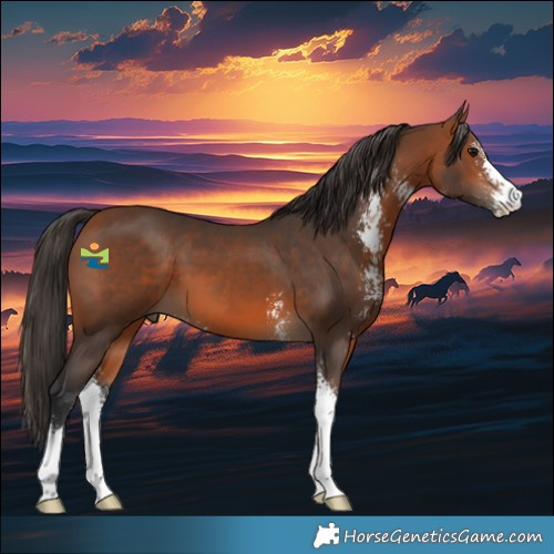 Horse Color:Bay Sabino 
