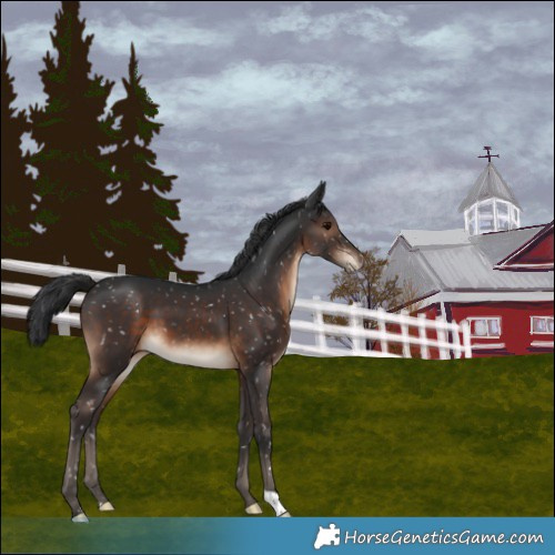 Horse Color:Brown Snowflake Varnish
