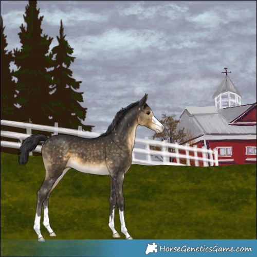 Horse Color:Buckskin Snowflake Varnish