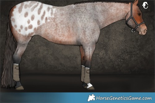 Horse Color:Bay Roan Blanket 