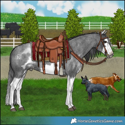 Horse Color:White Spotted Blue Roan Splash Frame Varnish 