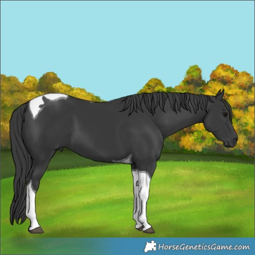 Horse Color:Black Tobiano 