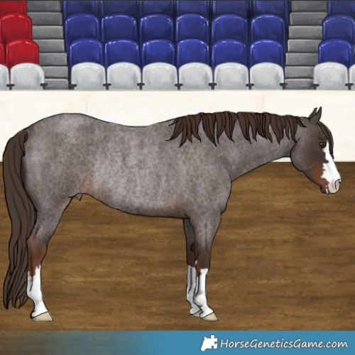 Horse Color:Liver Red Roan Rabicano 