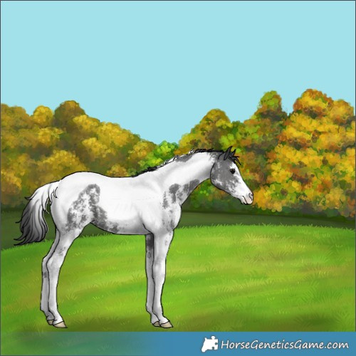 Horse Color:Black Sabino Tobiano 