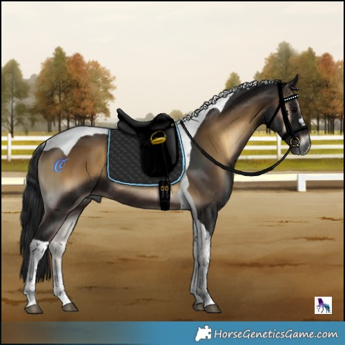 Horse Color:Gray Brown Onyx Tobiano Rabicano