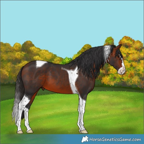 Horse Color:Bay Splash Tobiano