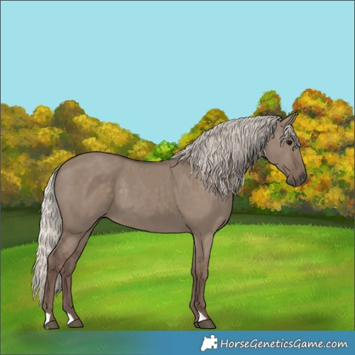 Horse Color:Unknown 