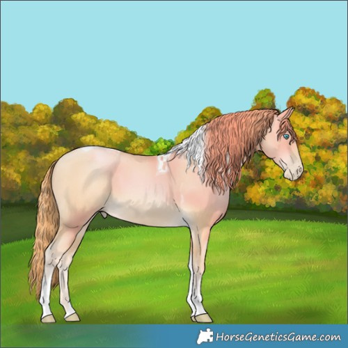 Horse Color:Buckskin Pearl Tobiano