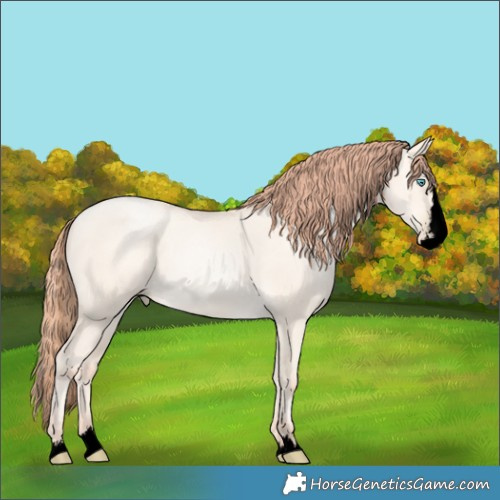 Horse Color:Void Amber Cream Champagne Pearl Dun Sabino Splash Rabicano 