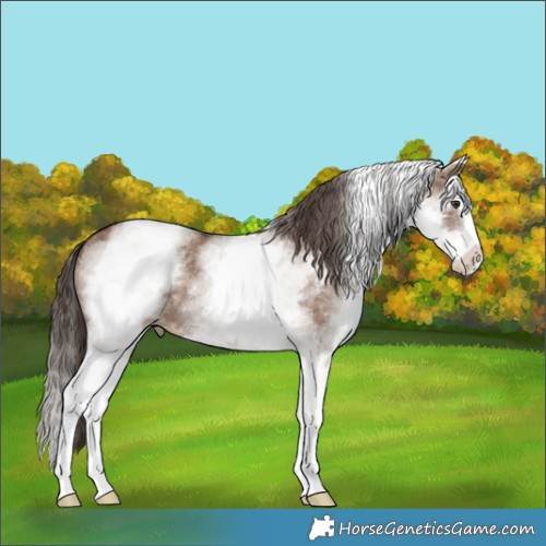 Horse Color:White Spotted Liver Red Dun Splash