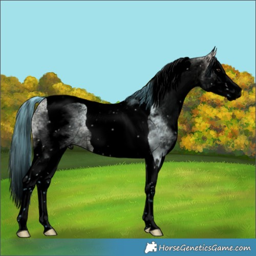 Horse Color:Void Watercolor White Spotted Buckskin Dun Splash Tobiano 