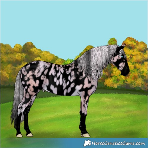 Horse Color:Powder White Void Watercolor Chocolate Palomino Splash Near Leopard 