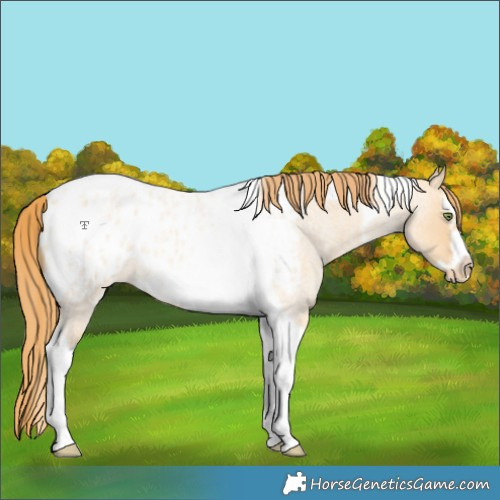 Horse Color:Gold Champagne Roan Dun Splash Tobiano Frame Blanket Rabicano 
