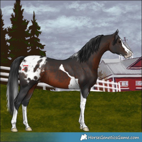 Horse Color:Brown Splash Tobiano Blanket 