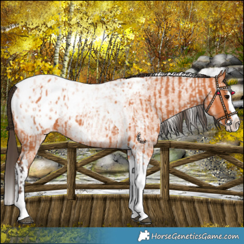 Horse Color:Bay Splash Tobiano Blanket  and Bay Roan Splash Tobiano Blanket 