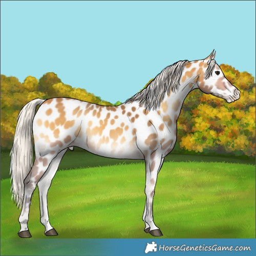 Horse Color:Silver Buckskin Onyx Near Leopard