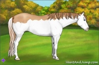 Horse Color:Gold Champagne Splash 
