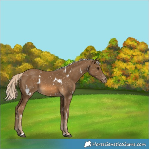 Horse Color:White Spotted Chocolate Palomino Snowflake Varnish