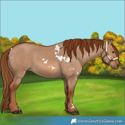 Horse Color:White Spotted Red Dun 